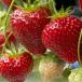  клубника плоды рассада клубника ..C Berry . pot рассада 1 шт . покупка 