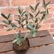  оливковый mau Lee no3.5 номер ( диаметр 10.5cm) pot рассада 1 шт символ tree саженец двор ..