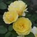  роза большой рассада Smile мед rose * Винни Пух местного производства рассада большой рассада 6 номер растение в горшке me Ian произведение .2022 год осень распродажа начало. новый товар вид 