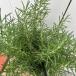 shu Rav трава розмарин отметка Durer 5 номер горшок ( диаметр 15cm) 1 шт цвет leaf серии вечнозеленый низкий дерево крыло lishu сад декоративное растение ....
