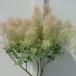  затонированный tree розовый жемчуг 7 номер горшок ( диаметр 21cm) 3 год предмет женский АО выбор .