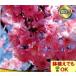  Sakura саженец Sakura Sakura весна . лист высота дерево . цветок сакура шидаре контактный . дерево один год сырой 4.5 номер 13.5cm pot рассада 