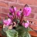  цикламен персидский winter bell violet 3 номер ( диаметр 9cm) pot рассада 1 АО .... сад 
