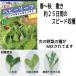  овощи. вид месклун lettuce хруст Mix превосходный рассылка. зажим post .10 пакет до стоимость доставки 150 иен 
