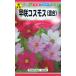  цветок. вид .. Cosmos смешивание 4 пакет до стоимость доставки 73 иен превосходный рассылка. зажим post . стоимость доставки 185 иен 