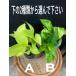 クロトン エクセレントEX　観葉植物 葉の色が黄色赤色オレンジ