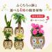 �t�N���E �ӂ��낤 �u�� �� �ϗt�A�� ������ �K�W���}�� �p�L�� �T���X�x���A �~�j �~�j�ϗt�A�� ���A�� �Ԕ� ���� �K�W���}���̖� �֘A�摜1