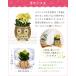 �t�N���E �ӂ��낤 �u�� �� �ϗt�A�� ������ �K�W���}�� �p�L�� �T���X�x���A �~�j �~�j�ϗt�A�� ���A�� �Ԕ� ���� �K�W���}���̖� �֘A�摜5
