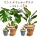 あすつく 14時まで モンステラ 観葉植物 大型 鉢 おしゃれ 6号鉢 オーガスタ 鉢植え インテリア 開店祝い 移転祝い 新築祝い 誕生日 花 室内