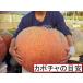  Halloween для огромный вид тыква супер огромный размер продольный . тыква type 