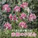  олень. . 100 . луковица [ красный олень. .]1 лампочка ..kanoko лилия осень .. зима .. 100 . лилия lily Lilly цветок. Yamato 