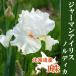  german Iris луковица [ Nordica ]1 АО Hokkaido производство белый white..... большой АО осень .. зима .. цветок. Yamato 