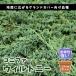  хвойное дерево Will Tony 15cm pot рассада садовое дерево сырой . вечнозеленый игольчатое дерево . корень цветок . в европейком стиле почвопокровные растения лампочка . растения ..