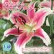  цветок .. 100 .[ сладости Club ] луковица 1 лампочка ..olientaru Lilly осень .. зима .... краб .. цветок. Yamato 
