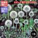 ekinopss брезент Lost луковица 1 АО сухой цветок выдерживающий жара .. корень . зима .. каждый год цветок .... корень . цветок. Yamato 