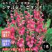 sidarusearo The nna луковица 1 АО выдерживающий жара . окантовка сад . корень . зима .. каждый год цветок .... корень . цветок. Yamato 