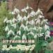 [10 месяц сверху средний ... отправка * скидка за ранний заказ ] snow Drop L wesi- луковица 4 лампочка осень .. варьете .... посадочная машина цветок . садоводство цветок. Yamato 