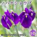 no - нет .ub. цветок .. луковица 1 АО зима ... корень . много год . японский стиль цветок. Yamato 