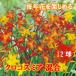 [ предварительный заказ * скидка за ранний заказ ] каждый год цветок ...[ черный cosmi a смешивание ] луковица 12 лампочка весна ...... нет начинающий направление ..... растение в горшке цветок . цветок. Yamato [3 месяц средний ... последовательный отправка ]