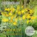 [ предварительный заказ * скидка за ранний заказ ] каждый год цветок ...[ черный cosmi a George da bit son] луковица 10 лампочка весна ...... нет начинающий направление растение в горшке цветок. Yamato [3 месяц средний ... последовательный отправка ]