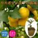  лимон саженец Lisbon лимон 10.5cm pot .. дерево рассада .... рассада собственный . реальный .lemon садоводство садоводство огород 