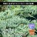  хвойное дерево голубой ковровое покрытие 15cm pot рассада садовое дерево сырой . вечнозеленый игольчатое дерево . корень цветок . в европейком стиле почвопокровные растения лампочка . растения ..