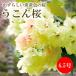 u.. Sakura рассада 6.5 номер горшок Hanaki . золотой Sakura куркума The kla прекрасный человек Sakura желтый Sakura . -слойный .. большой колесо День матери подарок подарок бесплатная доставка 