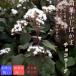  цветок рассада медь лист ... серп кама шоко la-ta9cm pot Fuji bakama глициния hakama японский стиль старый способ чай цветок осенний 7 .asagimadala срезанные цветы садоводство садоводство много год . Sakura моти цветок рассада 