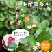  Heart . реальный . дерево 9cm pot рассада Heart tree - litsurumasaki Heart типа красный реальный . становится дерево маленький .. подарок подарок садовое дерево Hanaki цветок. Yamato 