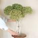 [ approximately diameter 20~25cm] hole bell branch attaching large / hydrangea ..../ dry flower 