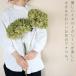 �y�񒼌a20�`25cm�z�A�i�x���}�� �� /�A�W�T�C ��������/ �h���C�t�����[ �֘A�摜1