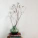  ветка было использовано наан gold - ze. дерево сухой цветок * натуральный интерьер ветка было использовано материалы для цветочной композиции материалы дисплей Северная Европа интерьер дерево. ветка модный дерево ветка белый реальный простой 