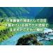 �_�o�_�ΐU �I�Ē� ���Ε� �N���X�}�X ���薳�� �_�o�_�ΐU�� �I�Ē� 25�� 900ML �֘A�摜1