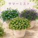 | теплота . сильно,. осень до .. продолжать |[ summer Mist ](9cm pot рассада ) Suntory голубой violet желтый рассада цветок рассада лето лето рассада почтовый заказ .... посадочная машина 