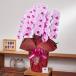 �Ӓ��� ��� 3�{���� 30�ֈȏ� �ڂݍ�  ���j�� ��  �J�@ �J�X �J��  �A�C �a���� ��̓� �M�t�g �v���[���g 10R �֘A�摜2