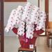 �Ӓ��� ��� 7�{����84�ֈȏ� �ڂݍ��@�摜�z�M���� ���� �Ӓ��� �M�t�g �v���[���g ���j�� ��  �J�@ �J�X �J�� �j�� �a���� ���� 12R �֘A�摜3