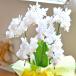 �Ӓ��� ���Q���߂̏ꍇ����@�J����L�i�~�j�~�f�B�j 6�{���� ���b�s���O�A�J�[�h�t�� ���� �M�t�g �a���� �v���[���g �J�X�j��  ���j�� ������ ��̓���KG �֘A�摜1