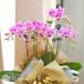 �Ӓ��� ���Q���߂̏ꍇ����@�J����L�i�~�j�~�f�B�j 6�{���� ���b�s���O�A�J�[�h�t�� ���� �M�t�g �a���� �v���[���g �J�X�j��  ���j�� ������ ��̓���KG �֘A�摜2
