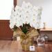 �Ӓ��� ���3�{���� 27�ֈȏ� �Q����  ���j�� �� �t�����[ �J�@ �J�X �J�� �j�� ����  ��̓� �M�t�g �v���[���g�@9R �֘A�摜1