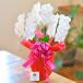 �Ӓ��� �~�f�B 3�{�����@���b�s���O�A�D�����I �ʐ^�z�M���� �M�t�g �v���[���g ���j�� ��  ���� ���j�� �J�@ �J�X �J�� �a���� �h�V�̓� �֘A�摜2