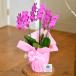 �Ӓ��� �~�f�B 3�{�����@���b�s���O�A�D�����I �ʐ^�z�M���� �M�t�g �v���[���g ���j�� ��  ���� ���j�� �J�@ �J�X �J�� �a���� �h�V�̓� �֘A�摜3