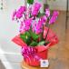�Ӓ��� �~�f�B 5�{�����@���b�s���O�A�D�����I �ʐ^�z�M���� �M�t�g �v���[���g ���j�� ��  ���� ���j�� �J�@ �J�X �J�� �a�����@��̓� �֘A�摜2