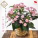  растение в горшке подарок подарок цветок сезон. цветочный горшок запах Sakura здесь зима подарок по случаю конца года зима подарок цветок горшок праздник день рождения подарок женщина ...11/8~12/20. на день указание OK бесплатная доставка 
