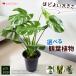  можно выбрать декоративное растение M размер < пластик горшок . доставка > монстера -тактный rely Cheer сансевиерия темно синий sinne..... интерьер зеленый декоративное растение модный растения 