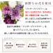 ������ ������� �v���U�[�u�h�t�����[ ���� ���~ �� 49�� �@�v ����� ���� �@�� ���d�p ���蕨 �u���U�[�h �������p �A�����W�����g �|�����X �֘A�摜3