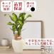 �ϗt�A�� �h���Z�i�}�b�T���Q�A�i �K���̖� 5�� �ۓ��픫  ���z �V�z �J�X �M�t�g  ������� �o�����^�C��
