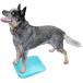  собака для для соревнований Agility сопутствующие товары America FitPAWS аспидистра slump aqua 