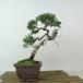  бонсай подлинный Kashiwa высота дерева примерно 19cm....Juniperus chinensissin Park Gin автомобиль li кипарис . вечнозеленое дерево .. для маленький товар на данный момент товар 
