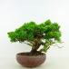 ߺ   19cm Ѥ Juniperus chinensis ѥ ȥ  ҥΥ м Ѿ  