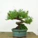  бонсай подлинный Kashiwa высота дерева примерно 13cm....Juniperus chinensissin Park * Gin автомобиль li~ кипарис . вечнозеленое дерево .. для маленький товар на данный момент товар 